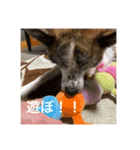 いぬのちょこさん。（個別スタンプ：6）