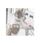 いぬのちょこさん。（個別スタンプ：7）