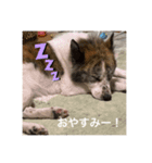 いぬのちょこさん。（個別スタンプ：8）