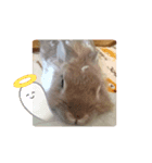 うさぎのラナ（個別スタンプ：6）