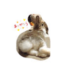 うさぎのラナ（個別スタンプ：7）