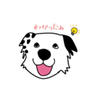 ボーダーコリー喜白右衛門1（個別スタンプ：3）