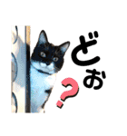 保護猫ライトくんの日常スタンプ。（個別スタンプ：1）