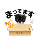 保護猫ライトくんの日常スタンプ。（個別スタンプ：4）