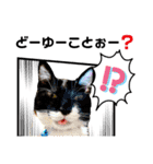 保護猫ライトくんの日常スタンプ。（個別スタンプ：6）
