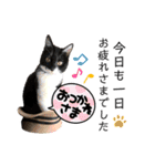 保護猫ライトくんの日常スタンプ。（個別スタンプ：7）