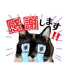 保護猫ライトくんの日常スタンプ。（個別スタンプ：8）