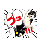 保護猫ライトくんの日常スタンプ。（個別スタンプ：9）