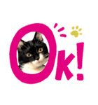 保護猫ライトくんの日常スタンプ。（個別スタンプ：10）