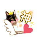 保護猫ライトくんの日常スタンプ。（個別スタンプ：13）