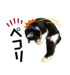 保護猫ライトくんの日常スタンプ。（個別スタンプ：18）