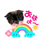 保護猫ライトくんの日常スタンプ。（個別スタンプ：21）