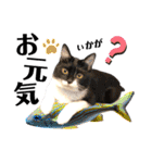 保護猫ライトくんの日常スタンプ。（個別スタンプ：22）