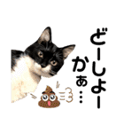 保護猫ライトくんの日常スタンプ。（個別スタンプ：25）