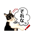 保護猫ライトくんの日常スタンプ。（個別スタンプ：26）