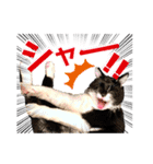 保護猫ライトくんの日常スタンプ。（個別スタンプ：28）