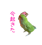 コザクラインコぴーすけ〜納豆風味〜（個別スタンプ：3）