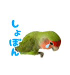 コザクラインコぴーすけ〜納豆風味〜（個別スタンプ：7）