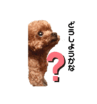 クッティーちゃん（個別スタンプ：1）