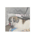 いぬのちょこさん。2（個別スタンプ：1）