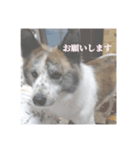 いぬのちょこさん。2（個別スタンプ：3）