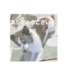 いぬのちょこさん。2（個別スタンプ：8）
