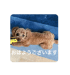 日常生活チョコちゃん（個別スタンプ：2）