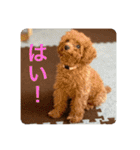 日常生活チョコちゃん（個別スタンプ：7）