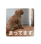 日常生活チョコちゃん（個別スタンプ：9）