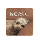 日常生活チョコちゃん（個別スタンプ：11）