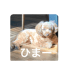 日常生活チョコちゃん（個別スタンプ：12）