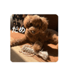 日常生活チョコちゃん（個別スタンプ：16）