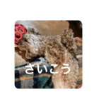 日常生活チョコちゃん（個別スタンプ：17）