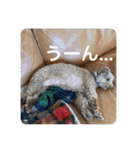 日常生活チョコちゃん（個別スタンプ：18）
