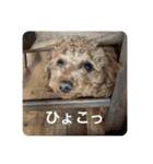 日常生活チョコちゃん（個別スタンプ：20）