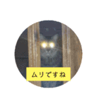 なんだかなニャンズ①（個別スタンプ：1）