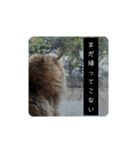 なんだかなニャンズ①（個別スタンプ：2）