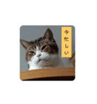 なんだかなニャンズ①（個別スタンプ：7）