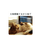 なんだかなニャンズ①（個別スタンプ：8）