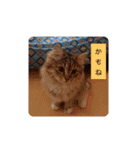 なんだかなニャンズ①（個別スタンプ：9）