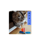 なんだかなニャンズ①（個別スタンプ：10）