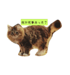 なんだかなニャンズ①（個別スタンプ：20）