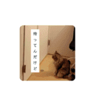 なんだかなニャンズ①（個別スタンプ：22）