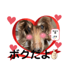 長生きダックス（個別スタンプ：3）