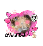 長生きダックス（個別スタンプ：4）