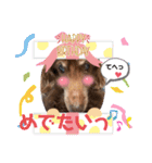 長生きダックス（個別スタンプ：5）