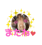 長生きダックス（個別スタンプ：6）