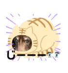 長生きダックス（個別スタンプ：7）