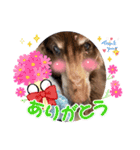長生きダックス（個別スタンプ：8）