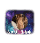長生きダックス（個別スタンプ：10）
